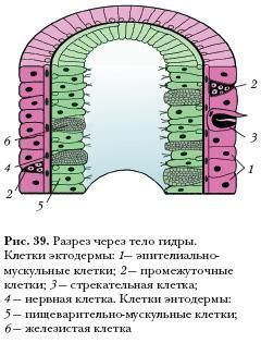 Кракен адрес тор